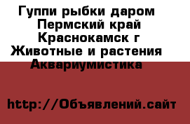 Гуппи рыбки даром - Пермский край, Краснокамск г. Животные и растения » Аквариумистика   